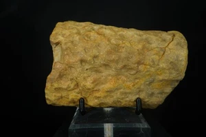 Lepidodendron Scale Tree Fossil / Central States, USA / Carboniferous Fossil Spe - Picture 1 of 4
