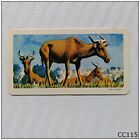Brooke Bond Tea Card African Animals #39 Hartebeest (CC115)
