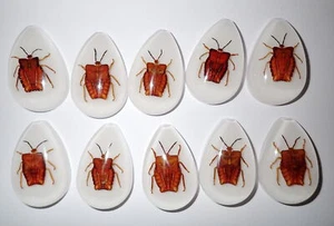 Cabochon Ghost Bug Pear Shape (cut top) 46x30 mm White Bottom 18 pieces Lot - Picture 1 of 19