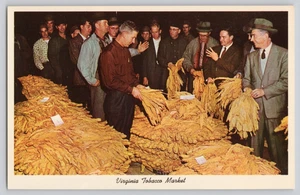 Vintage Postcard Virginia Tobacco Market Auction Buyers Inspecting Brightleaf - Picture 1 of 3