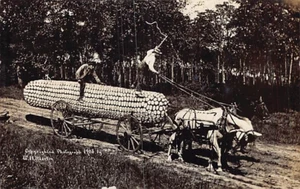 Postcard: RPPC Exaggerated Corn on Horse-Drawn Wagon, DB 1908, W. H. Martin - Picture 1 of 2