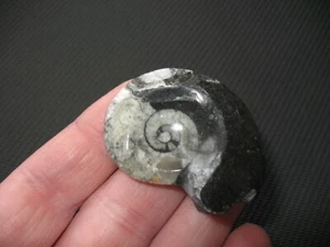 Devon Kopffüßer Ammonit Nautiloid Fossil Goniatit poliert schön #6 - Bild 1 von 2