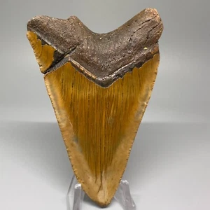 Amazing Self-Bitten 4.40" Fossil MEGALODON Shark Tooth-USA - Serration Imprints - Picture 1 of 6