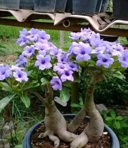 30 Semillas Rosa Del Desierto Adenium Obesum - Picture 1 of 2