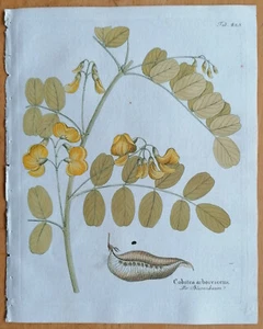 Vietz Icones Plantarum Originaldruck Botanik Blasenbaum Colutea - 1800 - Bild 1 von 1