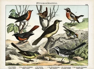 1886 SCHUBERT CHROMOLITHOGRAPH robin, kinglet, whinchat, wren, wagtail, redstart - Picture 1 of 3