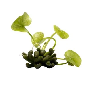 Banana Lily (Nymphoides aquatica) - Picture 1 of 6