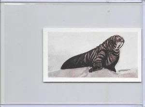 1954 Walrus Neilson's Chocolate Interesting Animals Card #33 - Picture 1 of 2