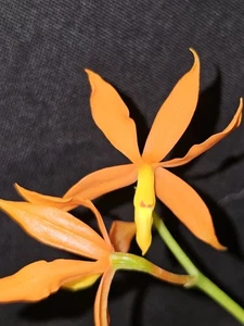 Prosthecha vitellina, blooming size rare orchid species. Attractive red... - Picture 1 of 8