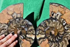 Grande coppia cristalli ammonite nera 110myo età dinosauro fossile 219mm 8,7" a3808cc - Foto 1 di 8