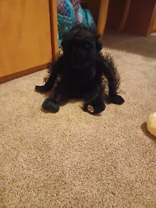 Ganz Webkinz Gorilla Plush Stuffed Animal Toy No Code - Picture 1 of 2