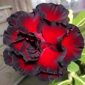 Rare Desert Rose - DARK PURPLE - Adenium Hybrid Exotic Colour Bonsai Garden NU40 - Picture 1 of 13