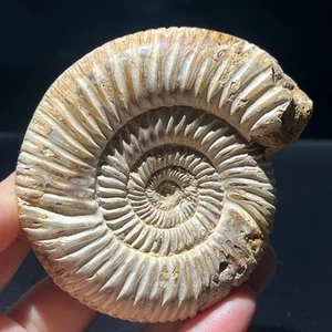 201G Raro natural áspero pulido caracola blanca amonita - Imagen 1 de 17