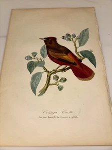 1843 Jardin Des Plantes-French-Botany, Guianan Red Cotinga-Color Plate-VG+ - Picture 1 of 6