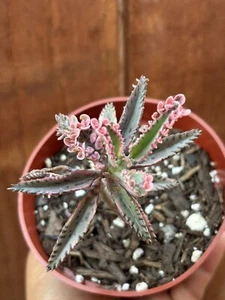 4” Kalanchoe ‘Pink Butterflies’ Succulent - Picture 1 of 5