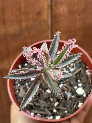 4” Kalanchoe ‘Pink Butterflies’ Succulent - Image 1 of 4