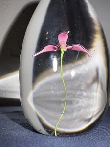 Vintage 2005 D Wilson Pink Flower Within Paperweight - Artist Signed L686 - Picture 1 of 6