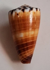 Sea shell Conus vitulinus 38.8mm, F+++, very nice pattern &colored, superb - Picture 1 of 3
