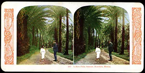 Fecha Palm Avenue Honolulu HAWAII 1905 Serie Mundial 187 Kawin & Co. VISTA ESTÉREO - Imagen 1 de 1