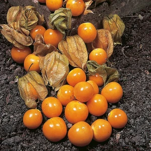 CAPE GOOSEBERRY (PHYSALIS PERUVIANA)  0.3 GRAM ~ 290 SEEDS - Bild 1 von 3