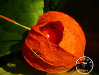 Physalis crassifolia 100 Seeds Desert Groundcherry #Fruit