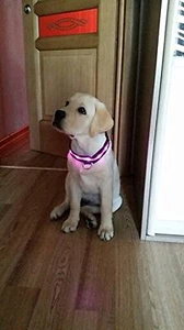 Flashing LED Nylon Pet Cat Dog Night Safety Collar - Pink - Large - Picture 1 of 1