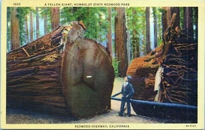 Ein gefallener riesiger Baum alte Postkarte Humboldt State Redwood Park unbesendet 1030 - Bild 1 von 2