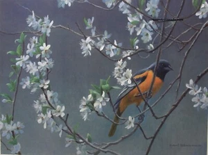 Robert BATEMAN Baltimore Oriole & Plum Blossoms S/N Limited Edition art Print - Picture 1 of 8