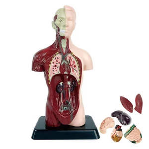 PVC Anatomical Human Torso Model Skeleton Model Medical Teaching Anatomy - Picture 1 of 8