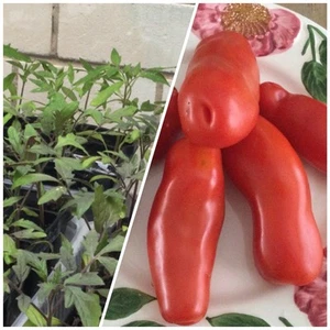 2 x Jungpflanzen Men’s Frauenglück Aurica Women Joy Tomate rote Tomatenpflanze - Bild 1 von 10