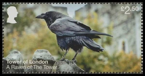 GB 5210 Tower of London A Raven of The Tower £2.50 single MNH 2024 - Picture 1 of 1