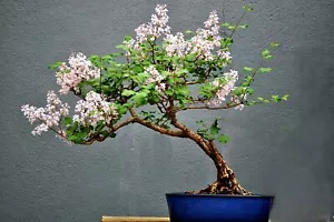 30 White Lilac Bonsai Tree Seeds Highly Prized for Bonsai Stunning Blooms - Picture 1 of 2