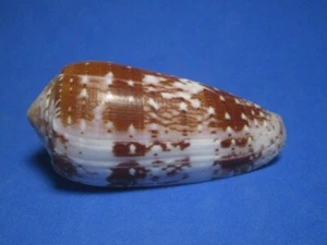 Conus floccatus Sowerby I, 1841 "BEAUTIFUL!" (60.5mm) - Picture 1 of 6