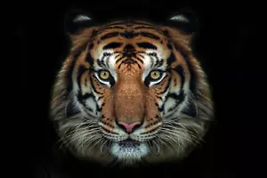 Adesivo da parete faccia di tigre 3D vinile decalcomania animale murale arte safari decorazione stanza - Foto 1 di 5