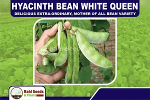 Hyacinth Bean White Queen - Delicious Extra-Ordinary, Mother of All Bean Variety - Picture 1 of 12