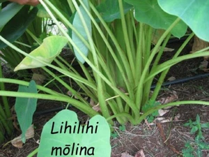 ~LIHILIHIMOLINA~ edible EYELASH TARO Colocasia HAWAIIAN ELEPHANT EAR sm rd2Plant - Picture 1 of 4