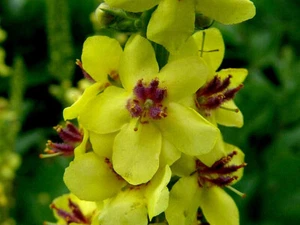 6 x VERBASCUM phlomoides Wega (Banana Custard) borders and beds - Picture 1 of 1
