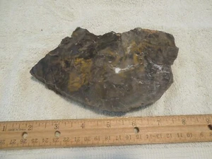 New Mexico polished Petrified Wood Slab Cut 15+oz, 5.5"Wx4.75" H, 1/2"Thick L22 - Picture 1 of 3
