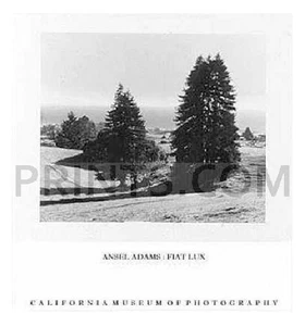 Ansel Adams Pinetrees Seashore NO ESTÁ IMPRESO - ¡ÚLTIMOS!! - Imagen 1 de 1
