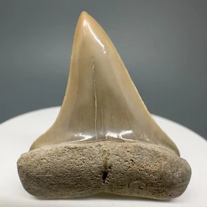 Precioso diente de tiburón MAKO EXTINTO fósil casi perfecto de 1,57" - Aurora, Carolina del Norte - Imagen 1 de 4