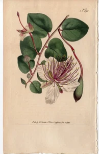 Curtis 1795 Antique botanical garden flower print: The caper shrub #291 - Picture 1 of 2