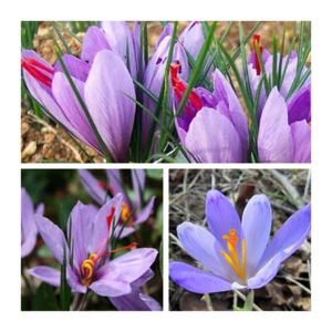 Sativus Autumn Flowering Crocus Flower Bulbs. Grow your own Saffron ! - Picture 1 of 5