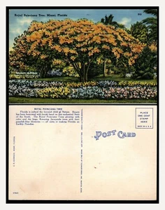 FLORIDA, POINCIANA TREE, MIAMI, FAUNA, PLANTS - Picture 1 of 1
