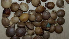 Pistacia terebinthus - Cornicabra - 65 semillas