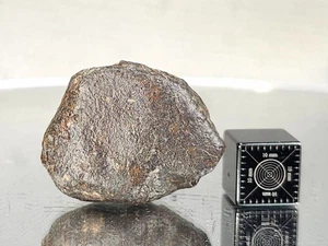 NWA 869, L3-6, 16,59 g, meteorito, buena forma y tamaño, sostiene una "estrella fugaz" - Imagen 1 de 10
