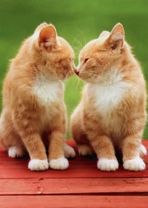 AVANTI CARD "Nobody Nose Me Like You!" KITTENS Friendship / Romantic - Picture 1 of 2