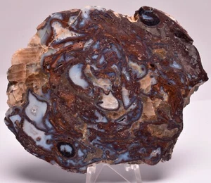 Rebanada fósil de planta de gould PALAEOSMUNDA WILLIAMSII, QLD Australia S219 - Imagen 1 de 4