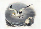 Oiseaux De Mer: Fou De Bassan, Mouette & Goeland  Manteau Gris - Gravure Du 19E