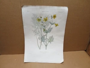 BOTANIQUE CHILI Historia de Chile gravure Loasa Multifida - Picture 1 of 1