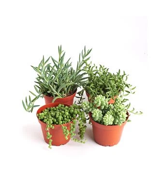 Shop Succulents | Hanging Collection | 4 Pack of Unique Trailing, Fully Roote... - Image 1 of 2